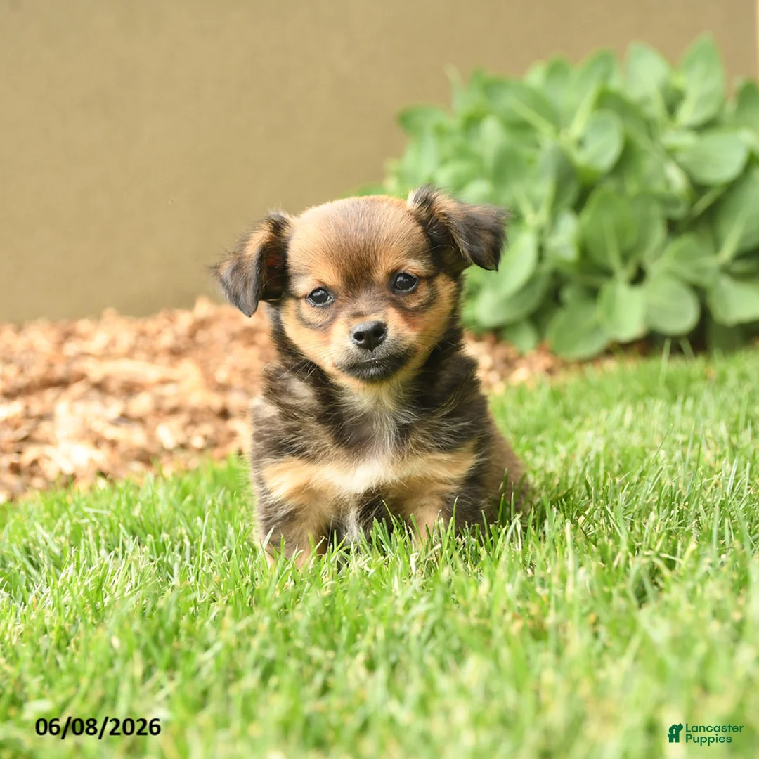 Chihuahua dogs for sale: Matt  - Ad 1
