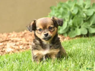 Chihuahua dogs for sale: Matt - Ad 4