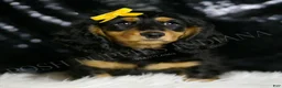 Miniature Dachshund dogs for sale: Oscar AKC - Ad 2