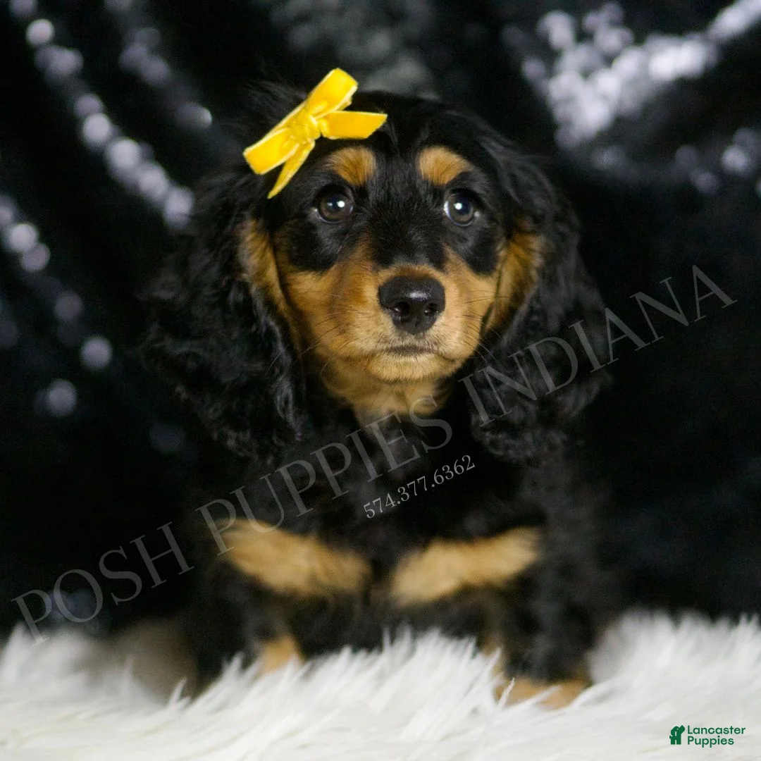 Miniature Dachshund dogs for sale: Oscar AKC - Ad 2