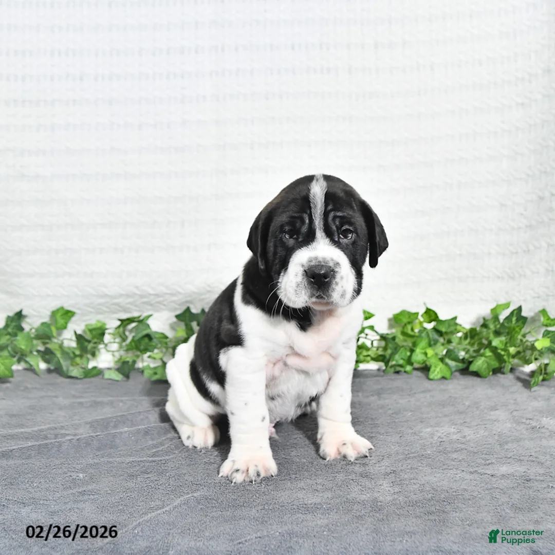 Mini Hippo dogs for sale: Oreo - Ad 2