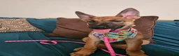 Belgian Malinois dogs for sale: Dina - Ad 10