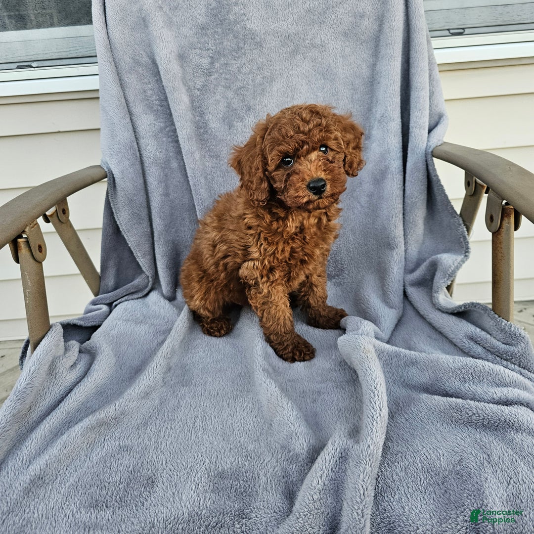Toy Poodle dogs for sale: Reeces - Ad 4