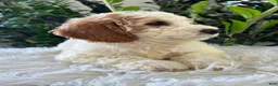 Mini Goldendoodle dogs for sale: Dottie - Ad 3