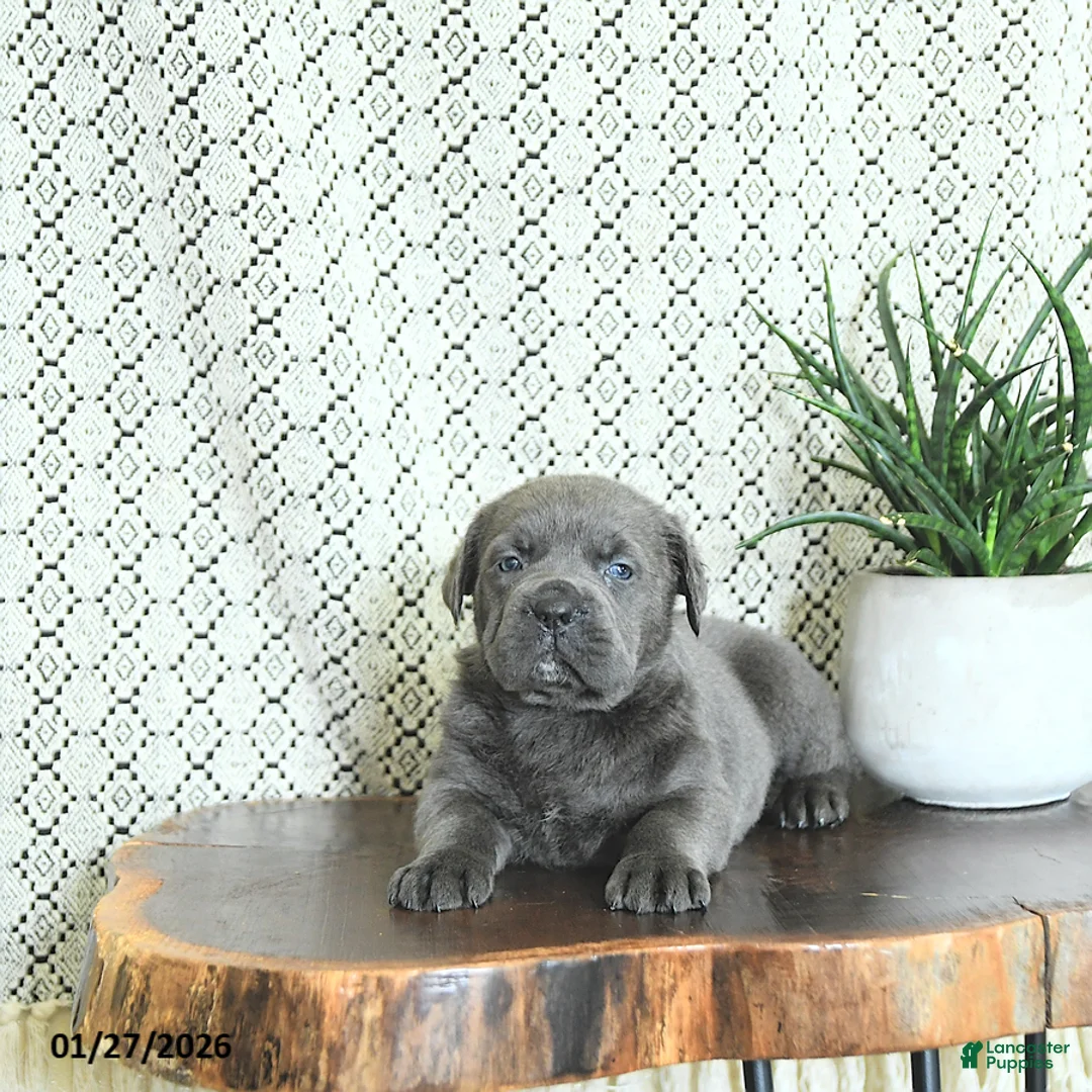 Cane Corso dogs for sale: Nala - Ad 3