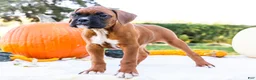 Boxer dogs for sale: Mandy Boxer - Ad 5