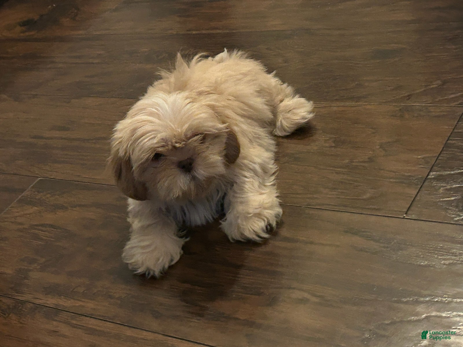 Shih Tzu dogs for sale: Boy 1 - Ad 2