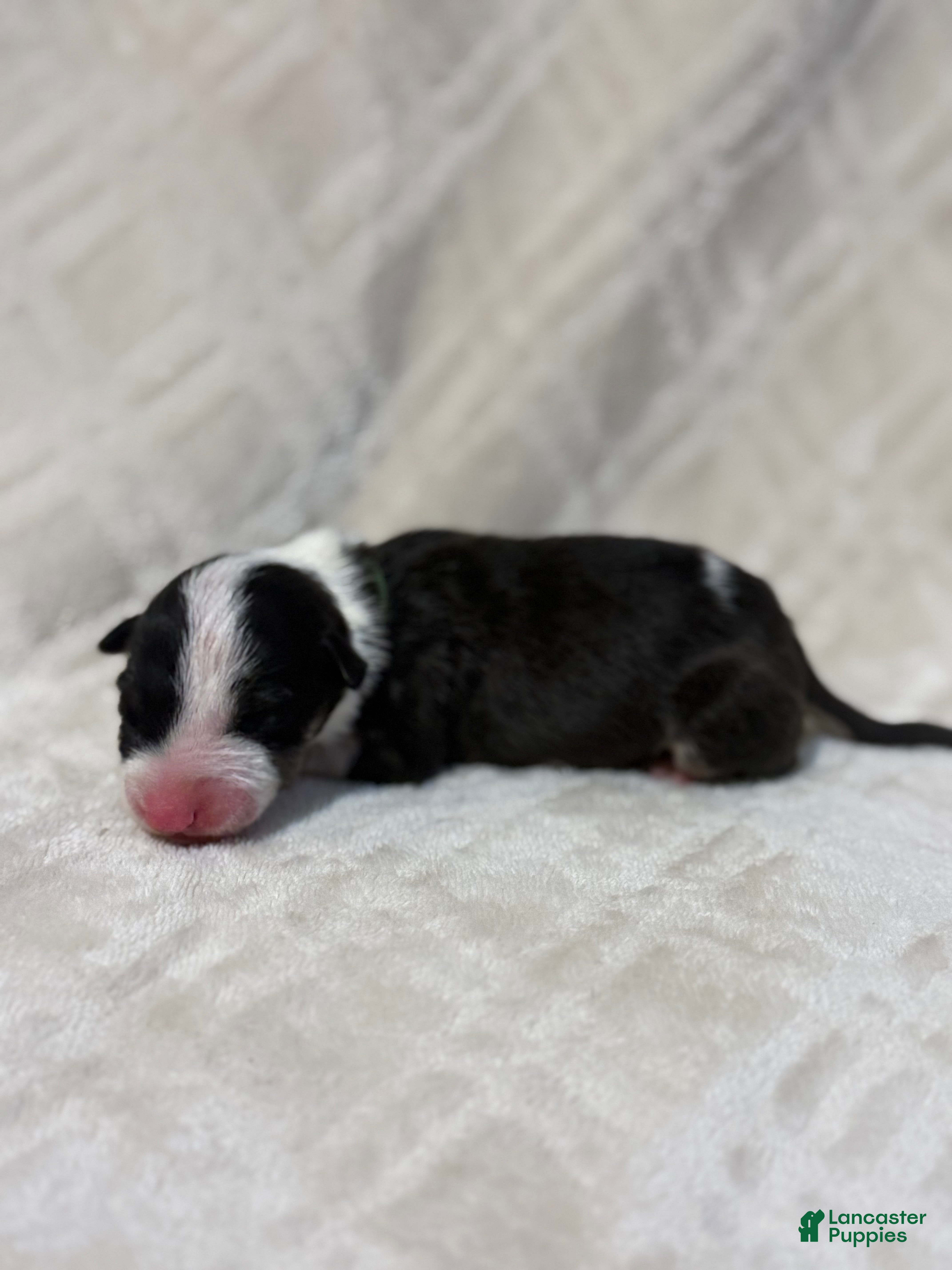 Bull Terrier dogs for sale: BOY 5  - Ad 1