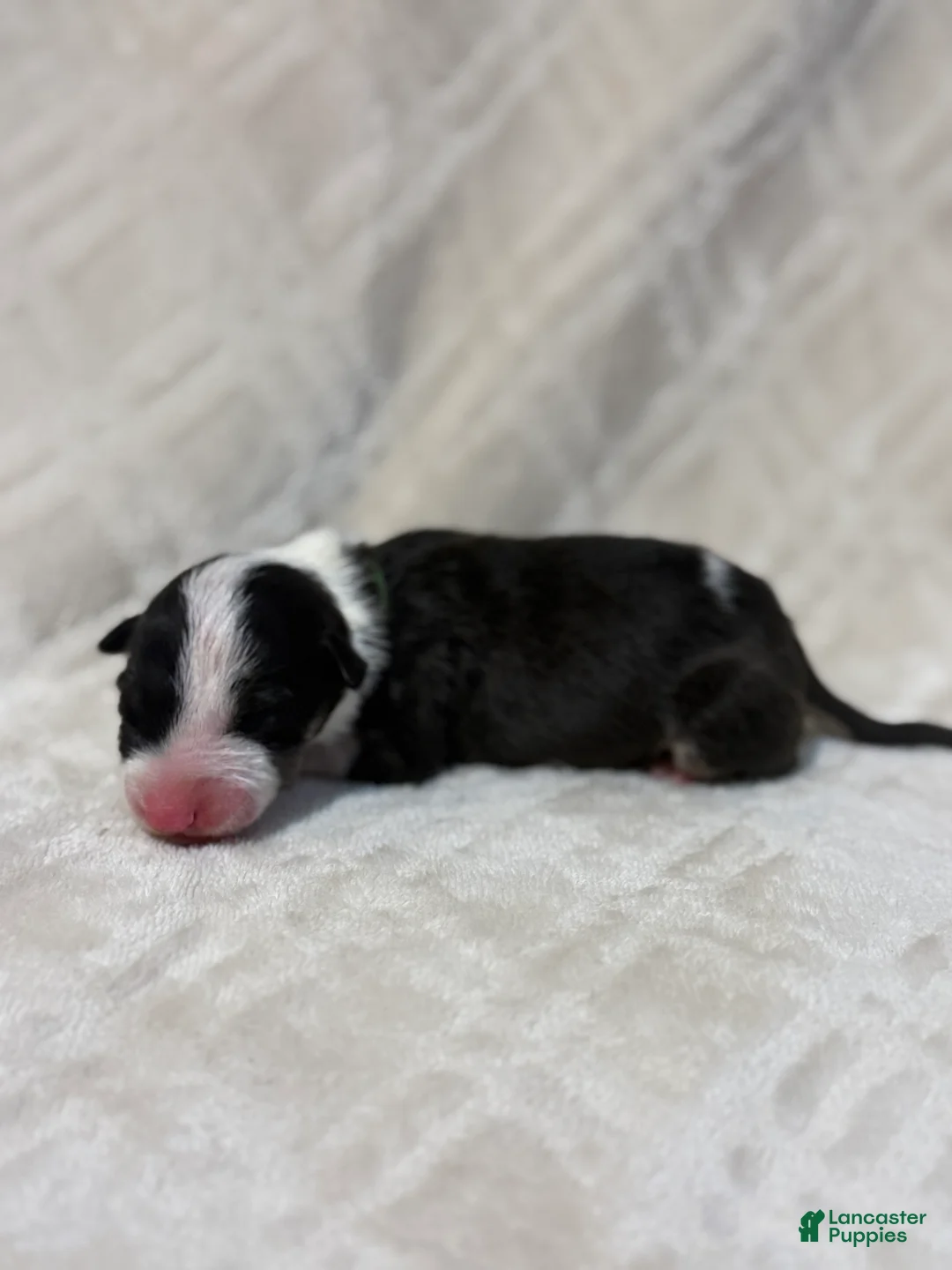 Bull Terrier dogs for sale: BOY 5  - Ad 1