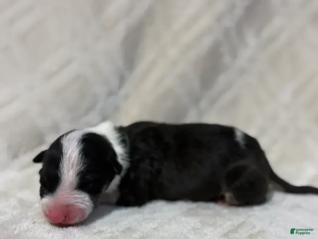 Bull Terrier dogs for sale: BOY 5 - Ad 1