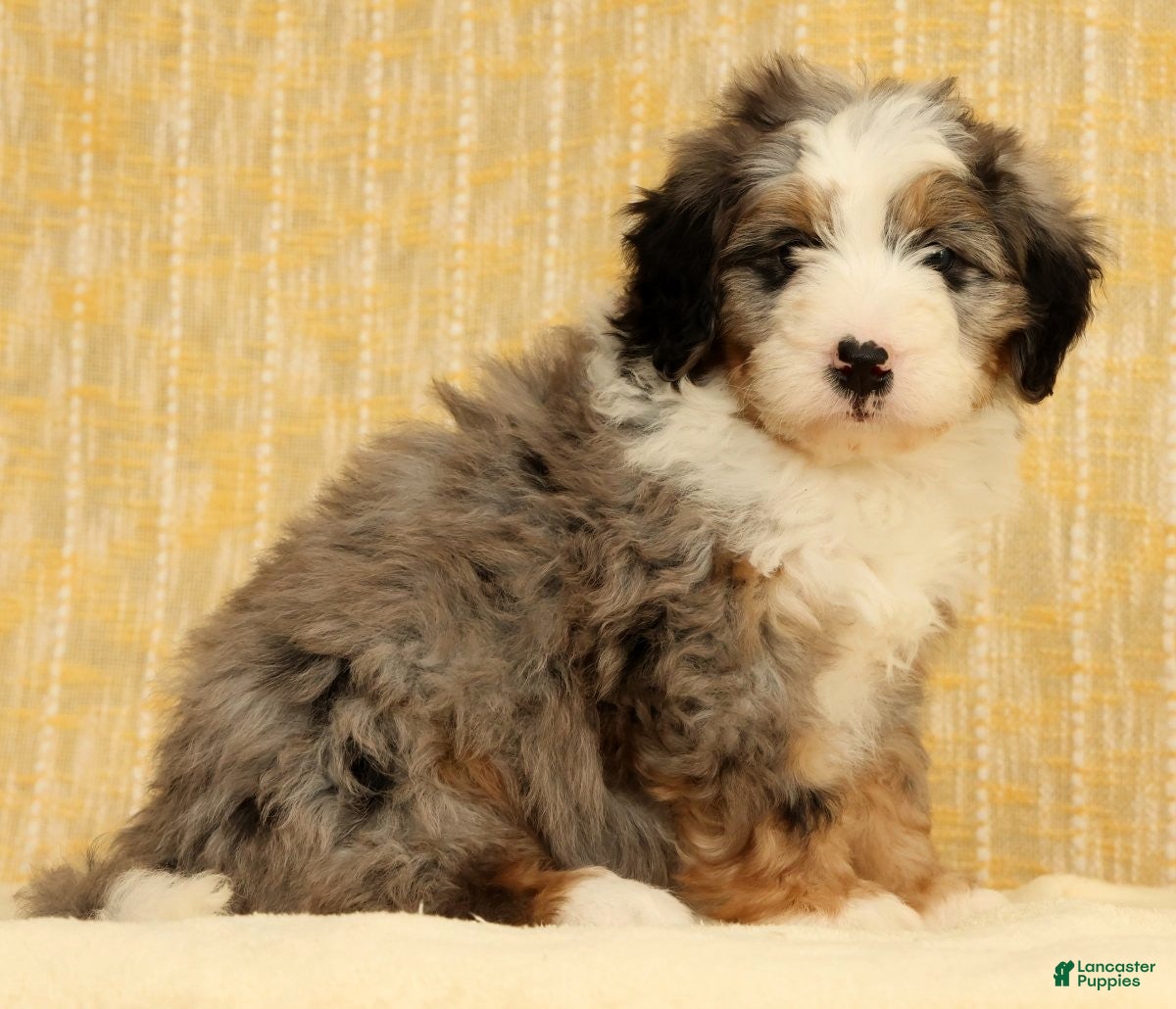 Mini Bernedoodle dogs River - Ad 1