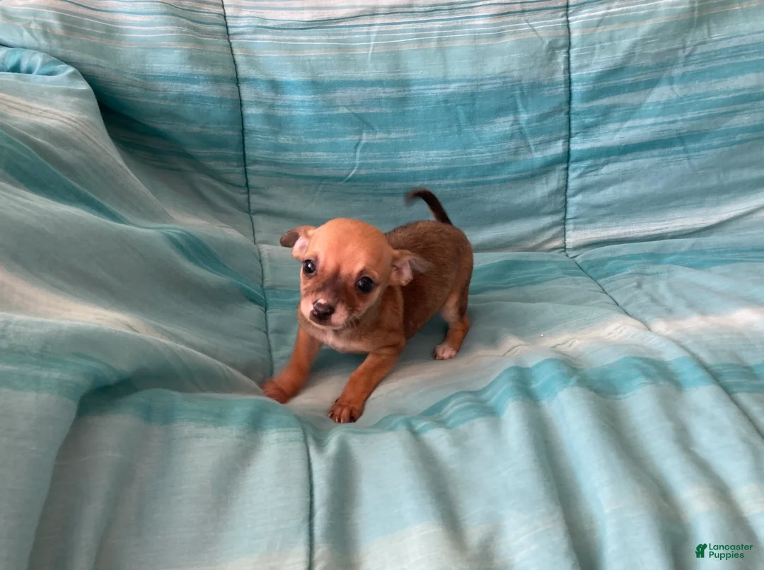 Chihuahua dogs for sale: Lacey - Ad 6
