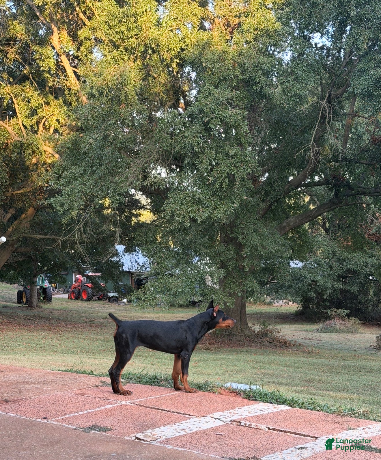 Doberman Pinscher dogs Doberman Pinscher 1 - Ad 36