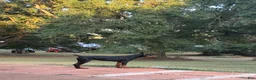 Doberman Pinscher dogs for sale: Doberman Pinscher 1 - Ad 1