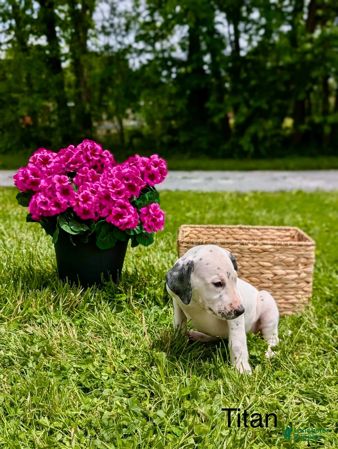 Mixed Breed dogs for sale: Titan - Ad 2