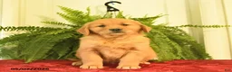 Golden Retriever dogs for sale: Wilbur  - Ad 3