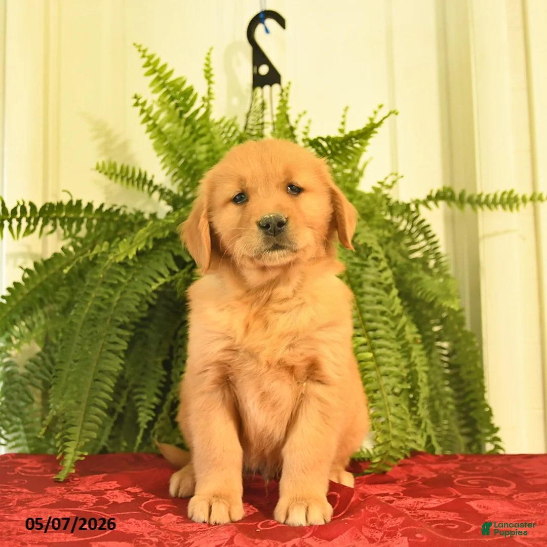Golden Retriever dogs for sale: Wilbur  - Ad 3
