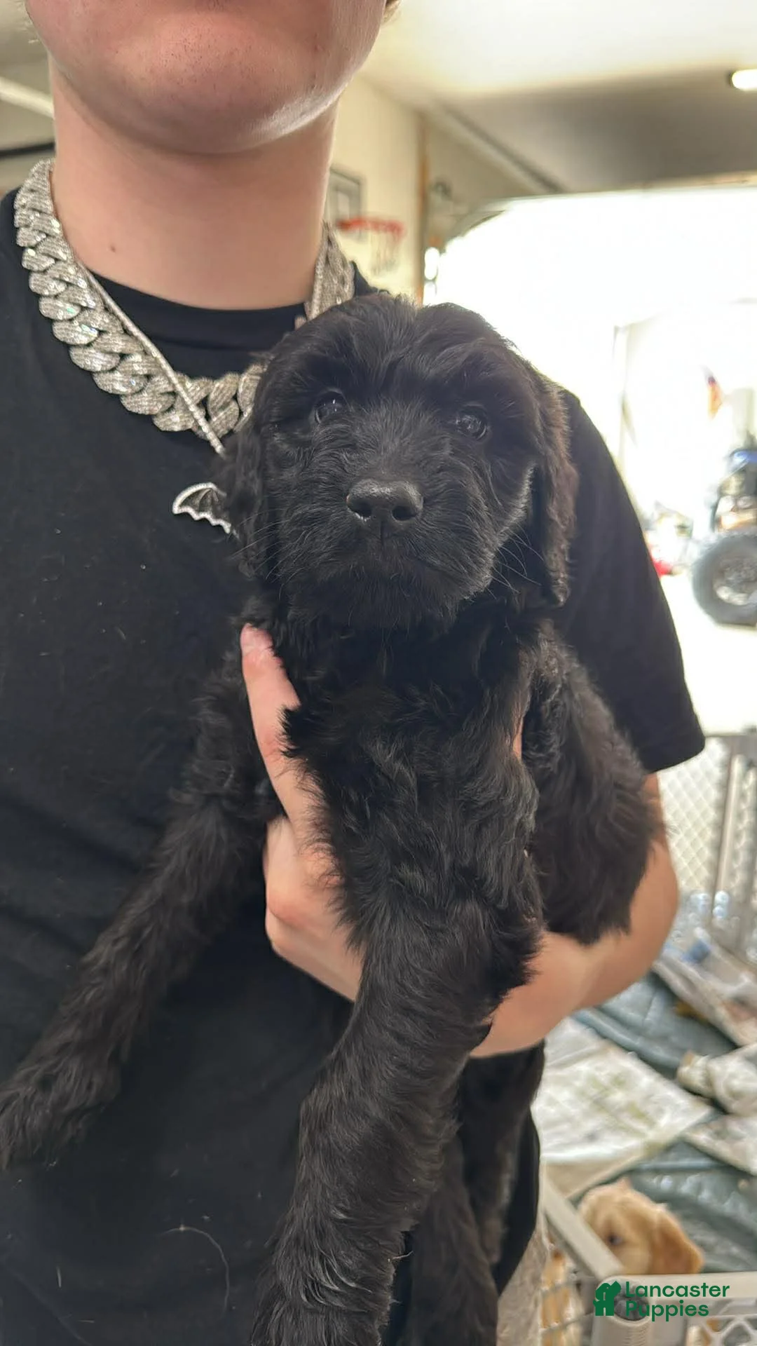 Goldendoodle dogs for sale: Goldendoodle Puppy 10 yellow - Ad 1
