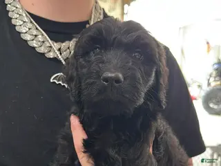 Goldendoodle dogs Goldendoodle Puppy 10 yellow - Ad 6