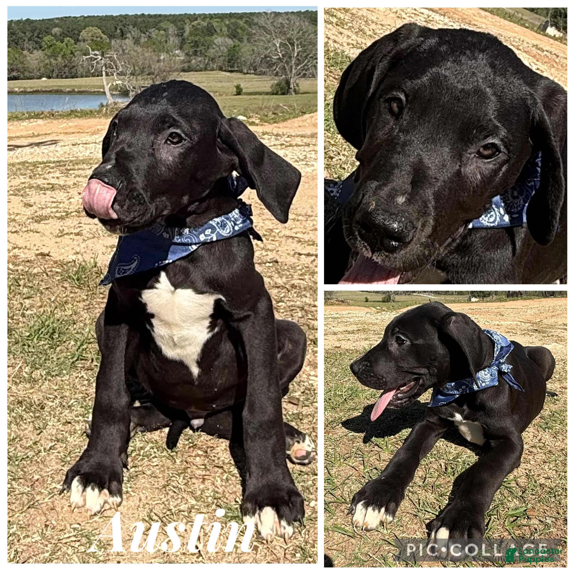Great Dane dogs Euro Black Austin  - Ad 18