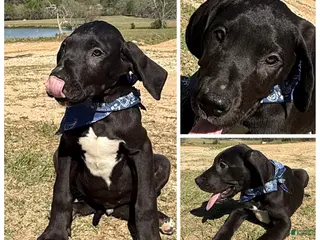 Great Dane dogs Euro Black Austin - Ad 18