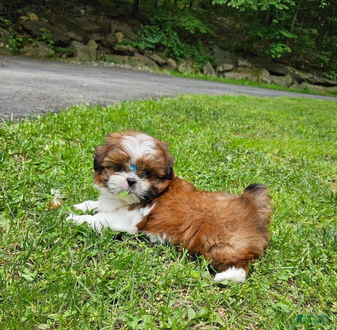 Shih Tzu dogs for sale: Shih Tzu Puppy 5 - Ad 1
