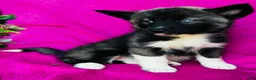 Siberian Husky dogs for sale: Koal - Ad 12