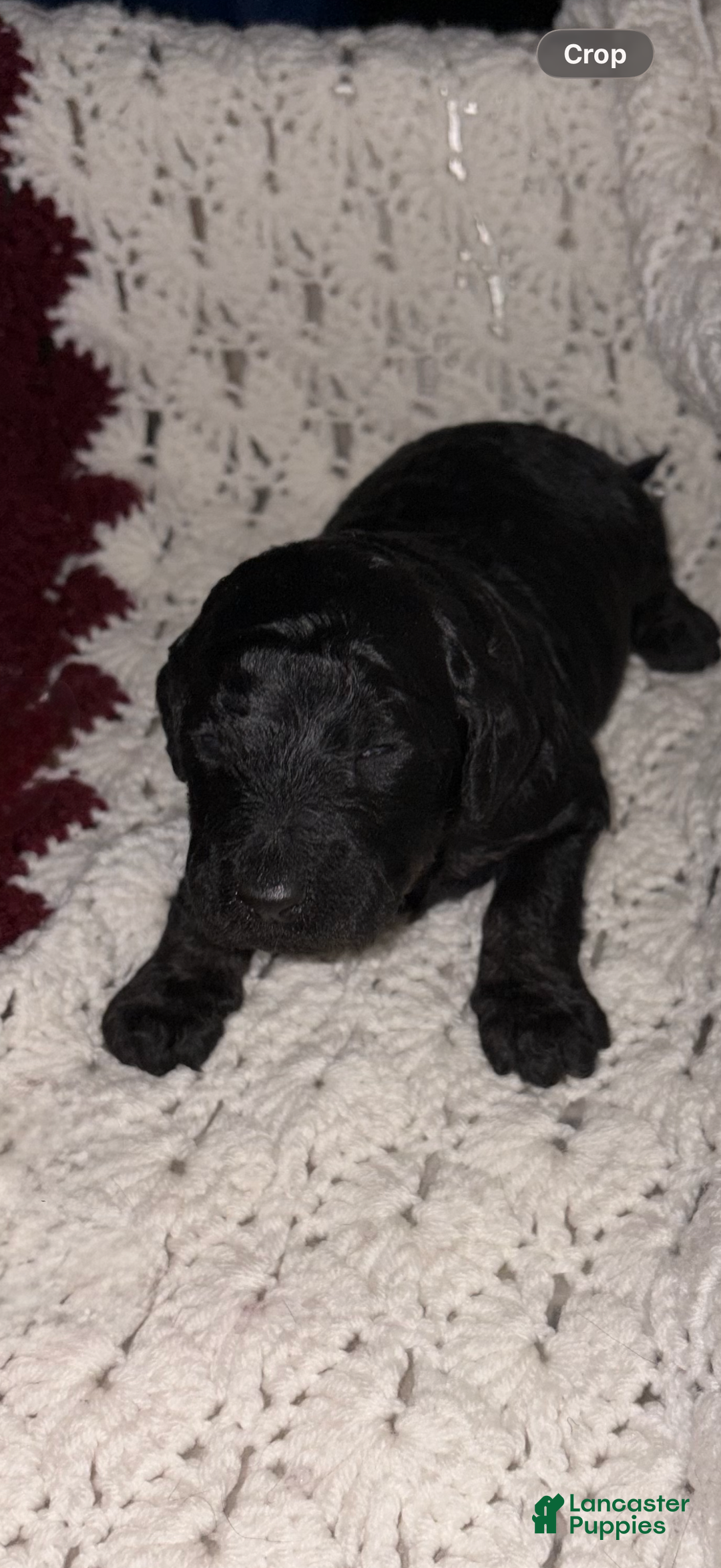 Bernedoodle dogs for sale: Bernedoodle Puppy 1 - Ad 1