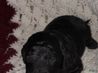 Bernedoodle dogs Bernedoodle Puppy 1 - Ad 40