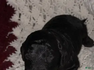 Bernedoodle dogs Bernedoodle Puppy 1 - Ad 36