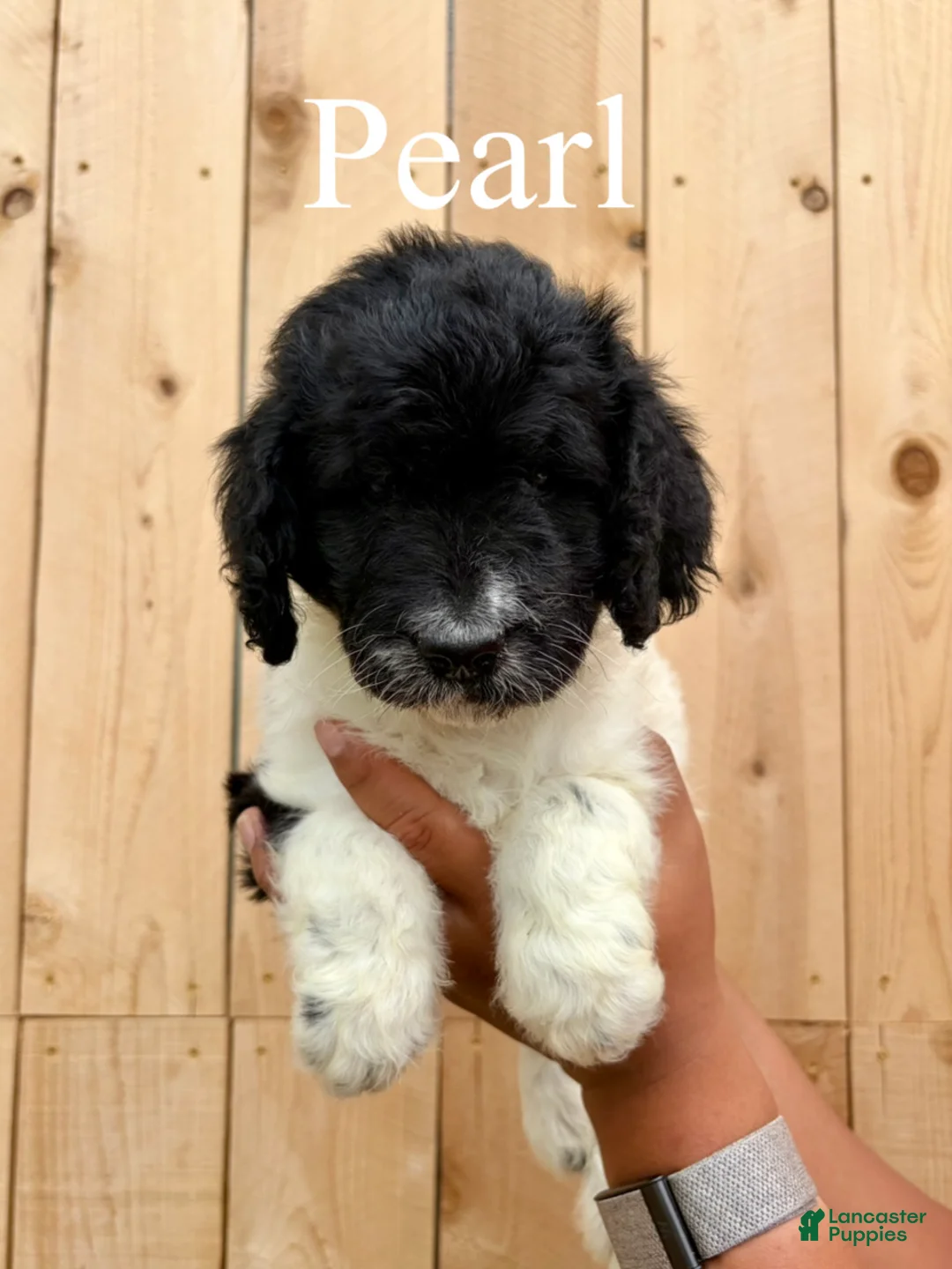 Mixed Breed dogs for sale: Pearl - Ad 2