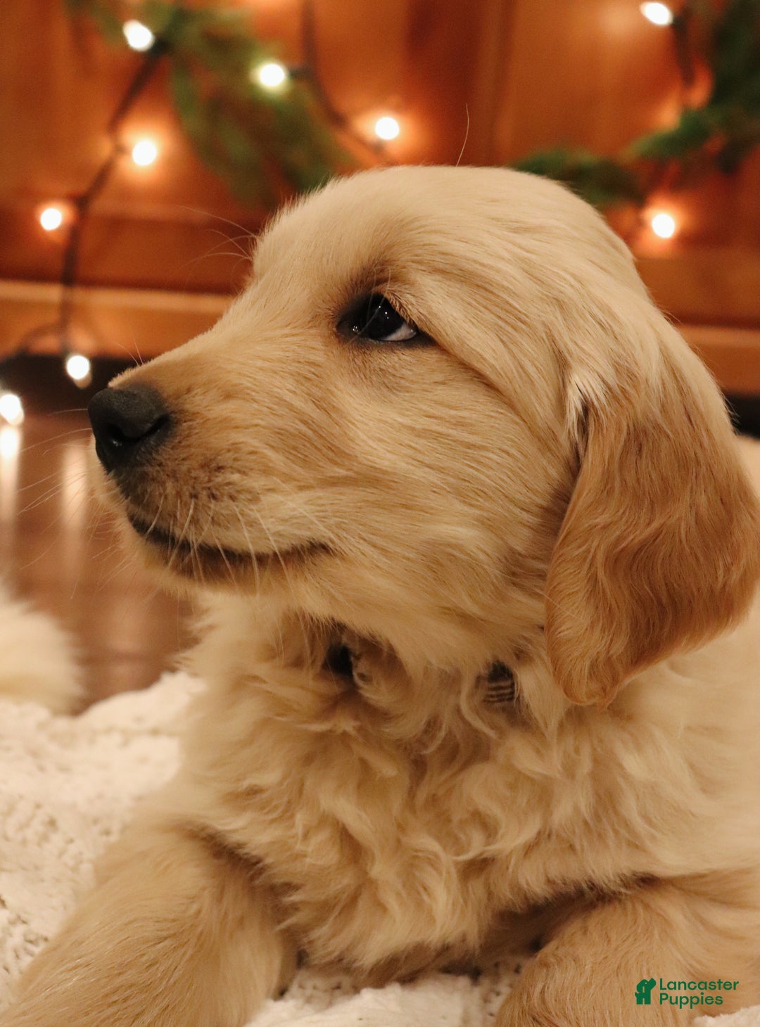 Golden Retriever dogs for sale: Elliot - Ad 2