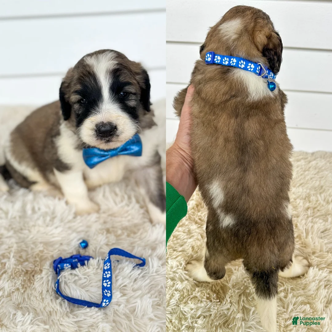Saint Berdoodles dogs for sale: Garett - standard f1b - Ad 2