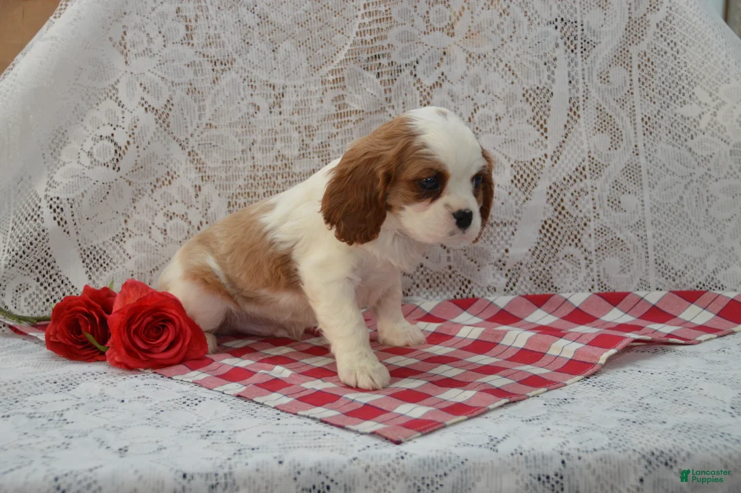 Cavalier King Charles Spaniel dogs for sale: Delmar - Ad 3