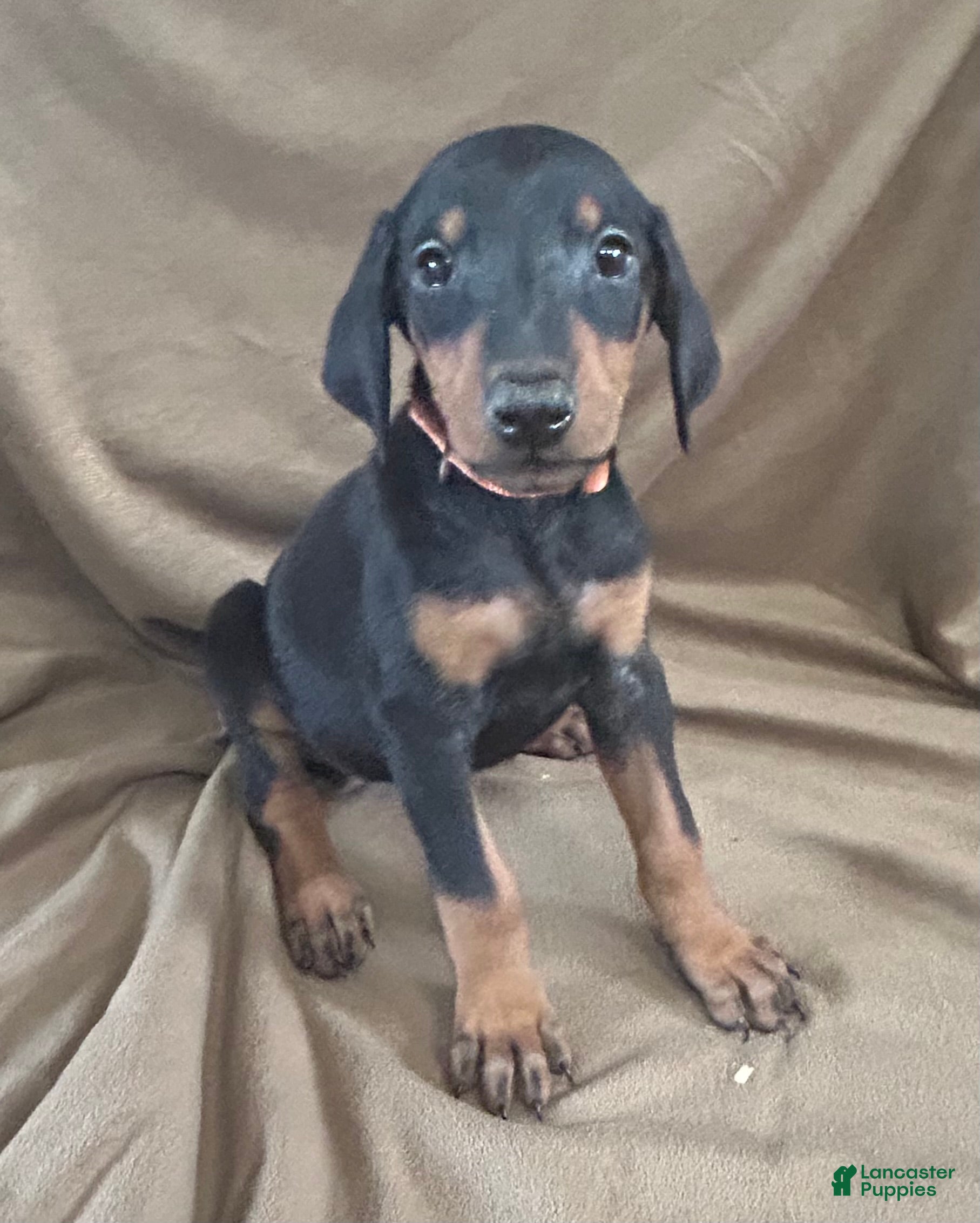 Doberman Pinscher dogs Orange Collar  - Ad 2