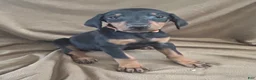 Doberman Pinscher dogs for sale: Orange Collar  - Ad 2