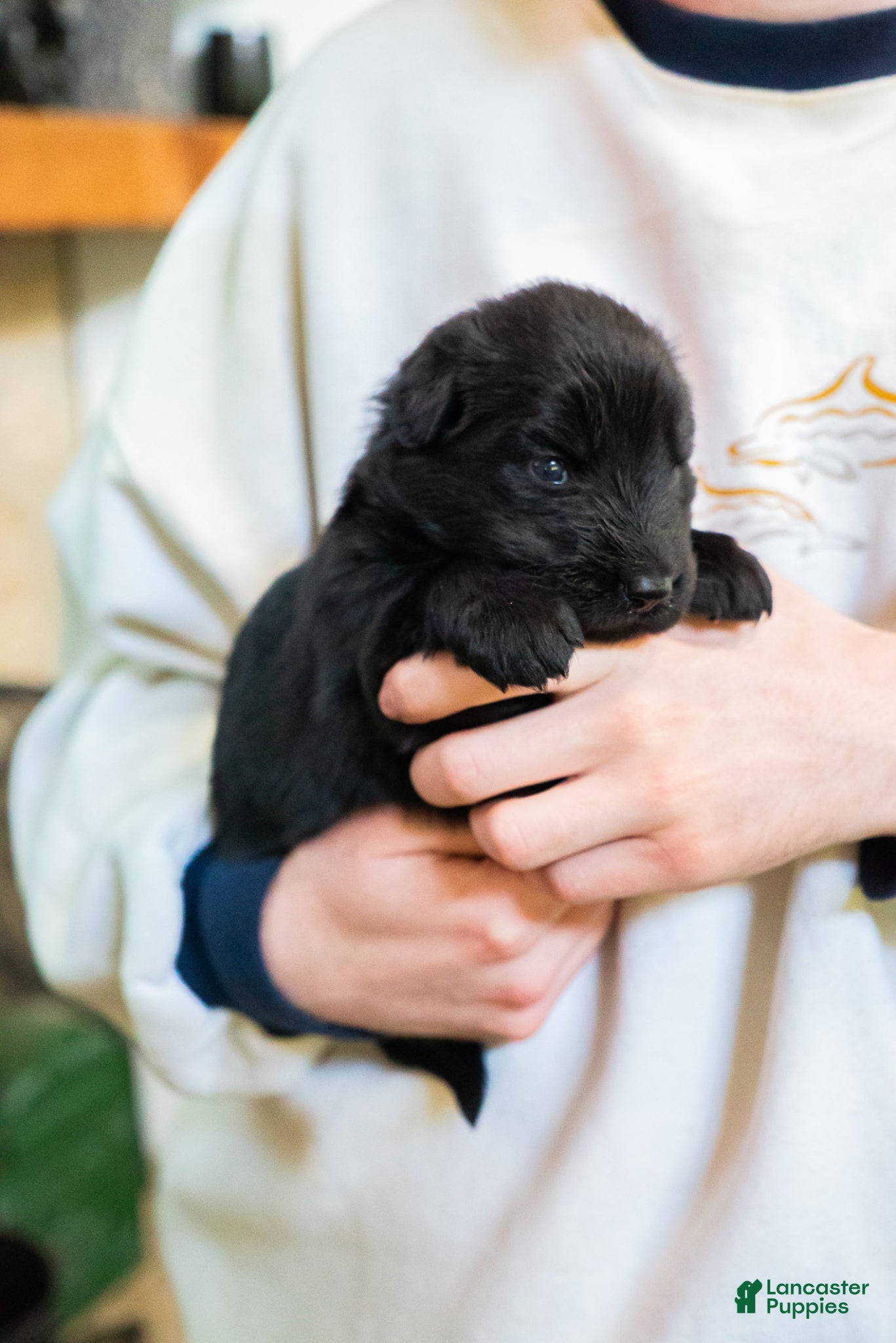 German Shepherd dogs German Shepherd Puppy 5 - Ad 1