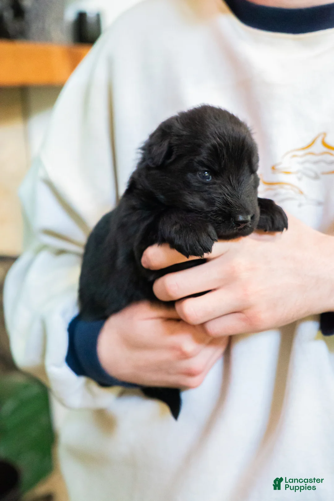 German Shepherd dogs for sale: German Shepherd Puppy 5 - Ad 1