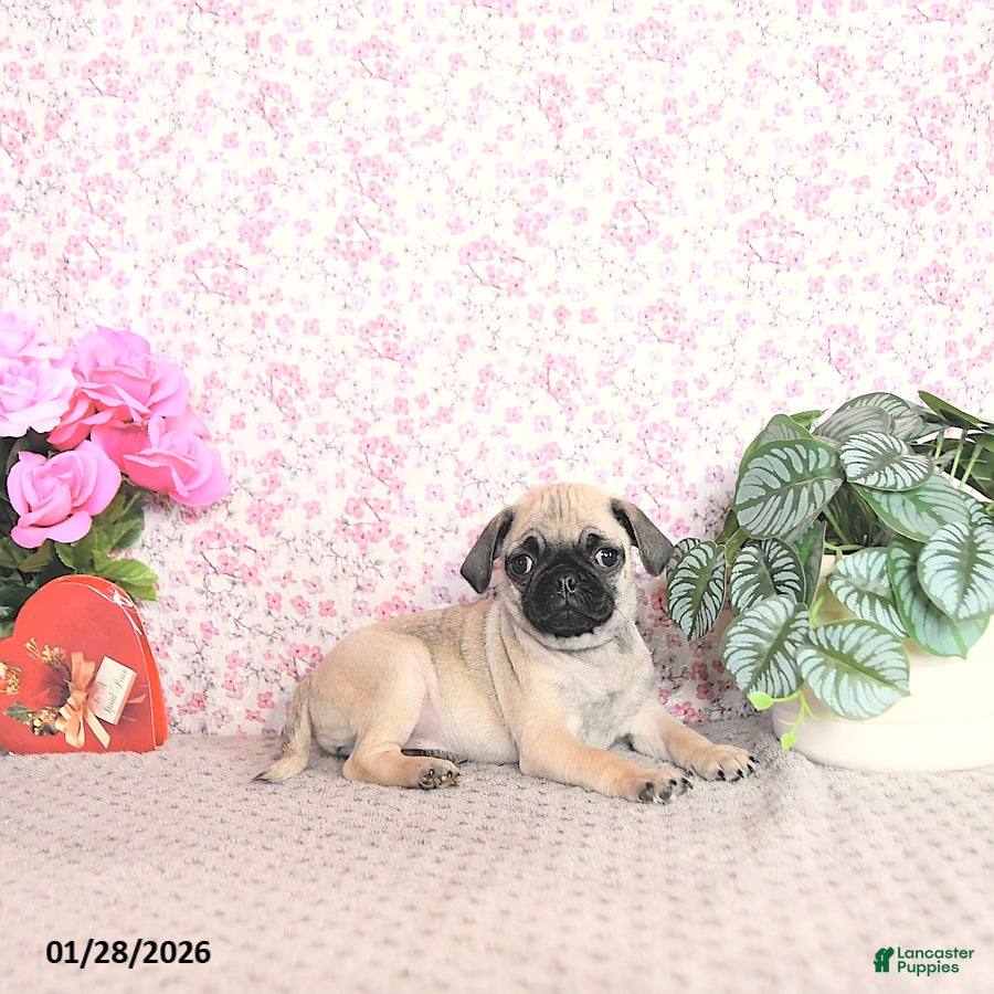 Pug dogs Lorita - Ad 6