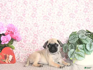 Pug dogs Lorita - Ad 6