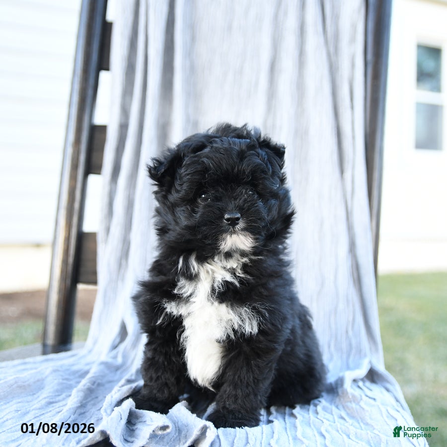 Pomapoo dogs Star - Ad 1