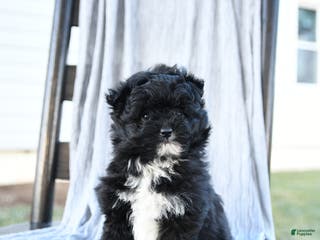 Pomapoo dogs Star - Ad 2