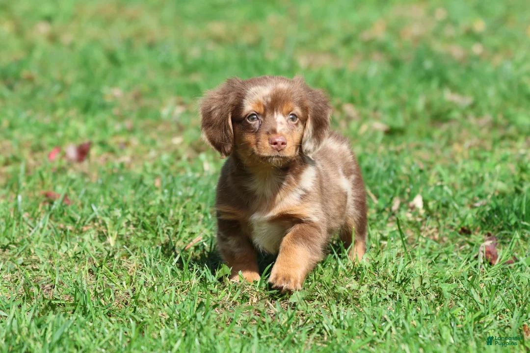 Mixed Breed dogs for sale: Oscar - Ad 2