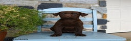 Labrador Retriever dogs for sale: Chili - Ad 5
