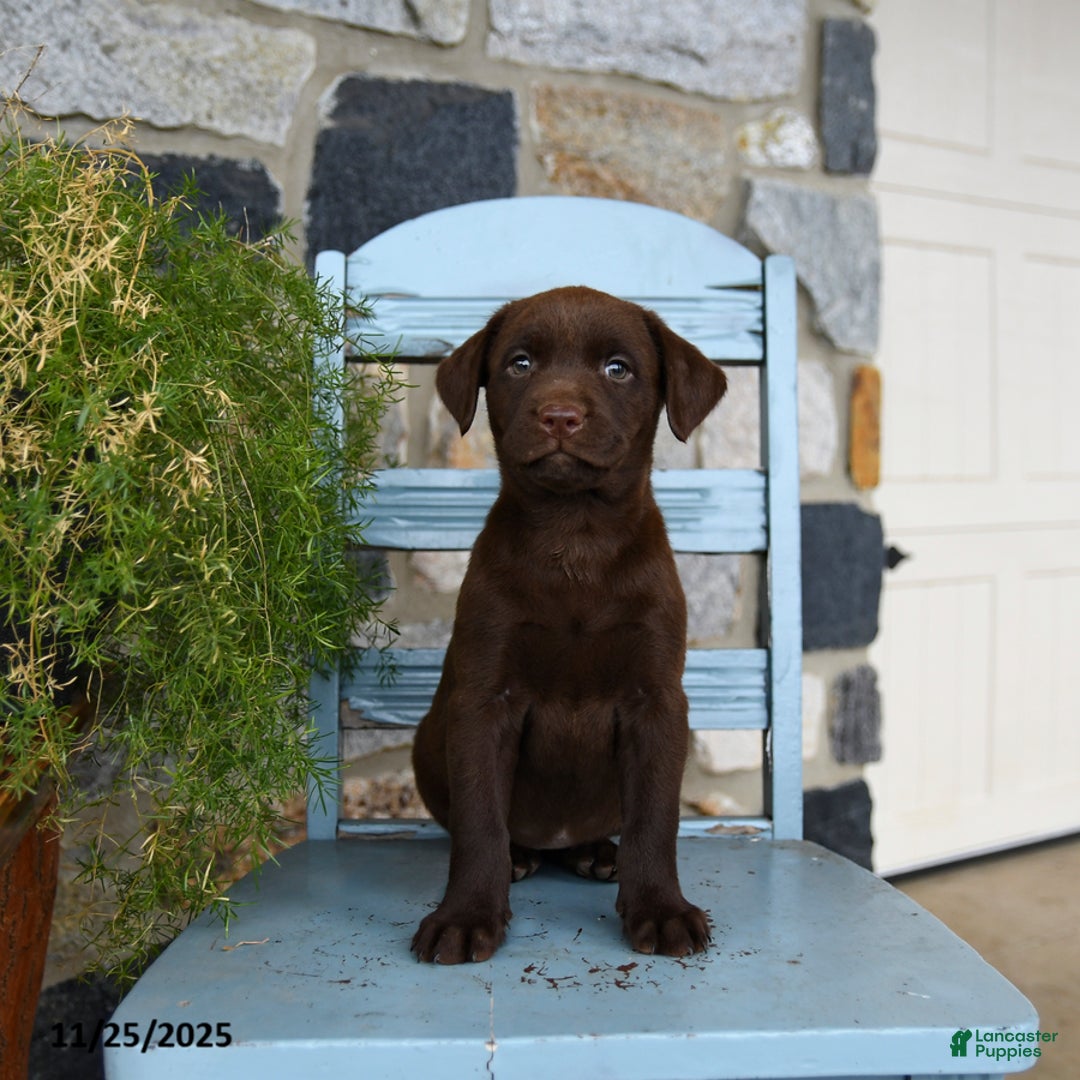 Labrador Retriever dogs for sale: Chili - Ad 5
