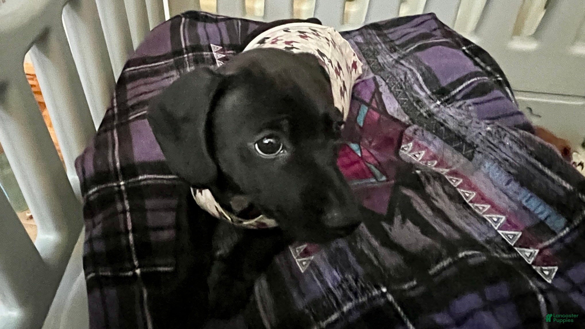Dachshund dogs Dachshund Puppy 1 - Ad 20