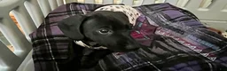Dachshund dogs for sale: Dachshund Puppy 1 - Ad 5
