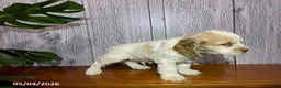 Cocker Spaniel dogs for sale: Anton - Ad 2