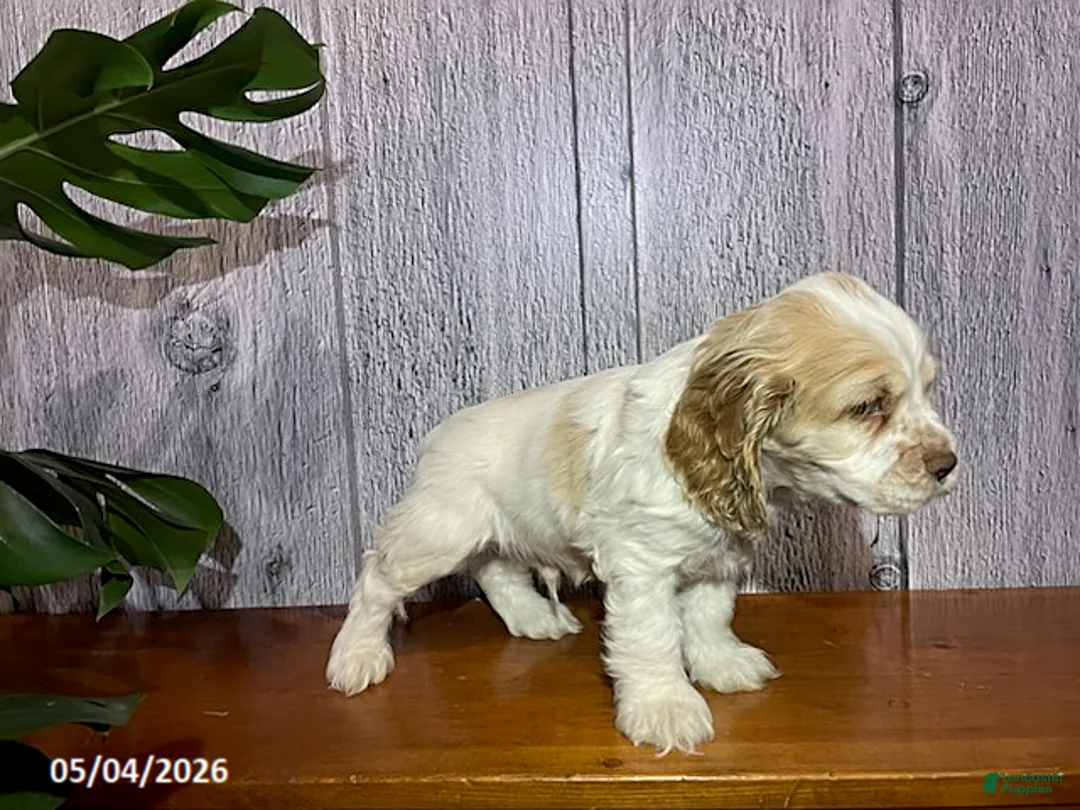 Cocker Spaniel dogs for sale: Anton - Ad 2