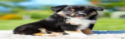 Miniature Australian Shepherd dogs for sale: Honda - Ad 3